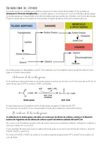 Catabolismo-de-lipidos.pdf