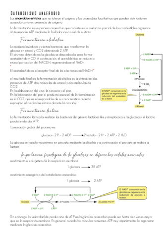 Catabolismo-anaerobio.pdf