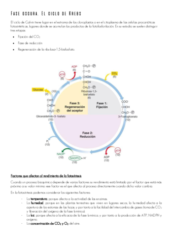 Fase-oscura.pdf