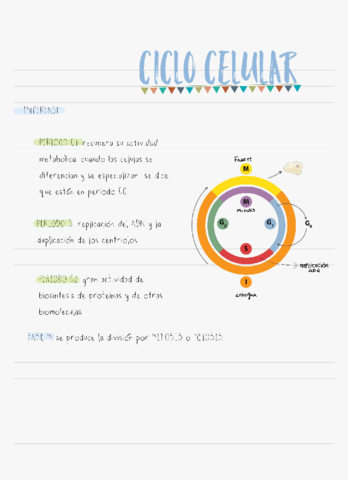 ciclo-celular.pdf