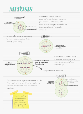MITOSIS-2.pdf