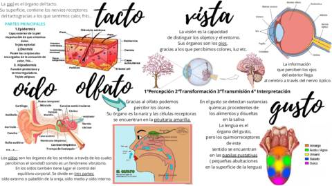 infografia-de-los-sentidos.pdf