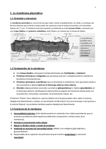 Resumen-Envolturas-celulares-y-orgaulos-no-membranosos.pdf