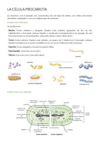La-celula-procariota.pdf