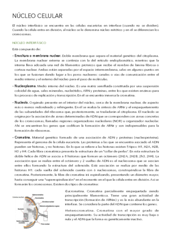 Nucleo-celular-.pdf