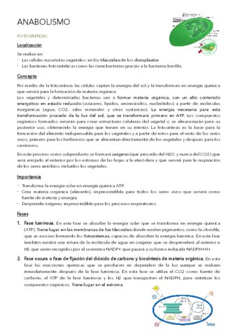 Anabolismo.pdf