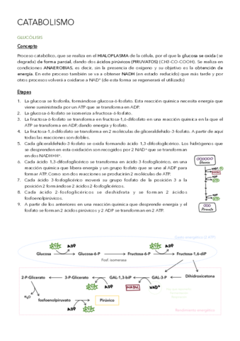 Catabolismo-.pdf