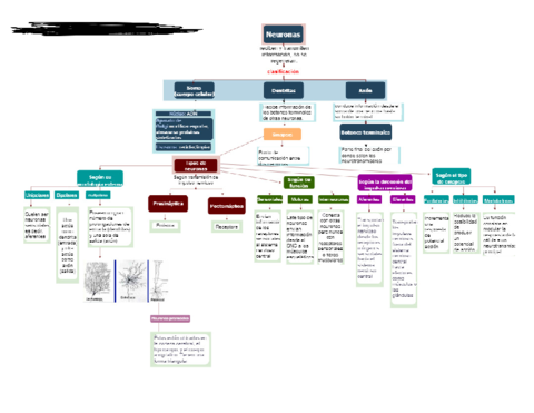 Clasificacion-de-las-neuronas.pdf