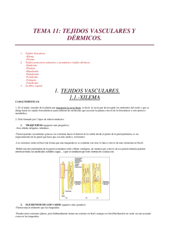 TEMA-11.pdf