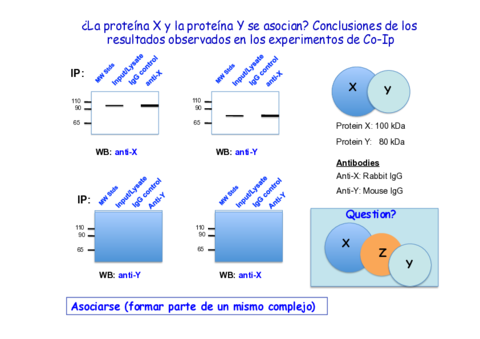 6-Problemas-Co-IP-y-Pull-down.pdf
