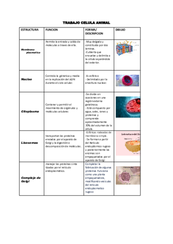 trabajo-anatomia.pdf
