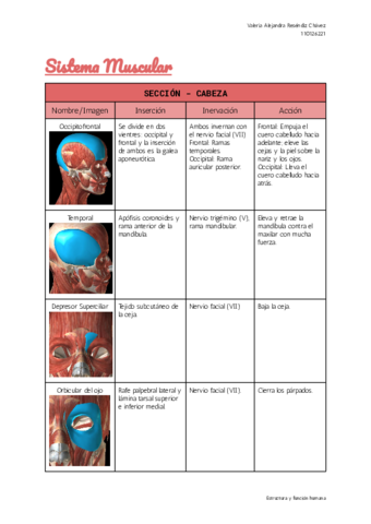 ResendizValeriaSistema-Muscular.pdf