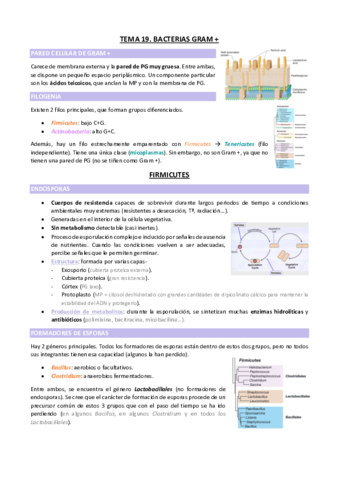 TEMA-19.pdf