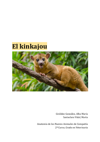 El-kinkajou-word.pdf