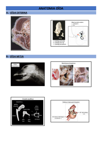 Anatomia-oida.pdf