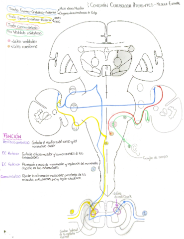 vias-cerebelosas.pdf