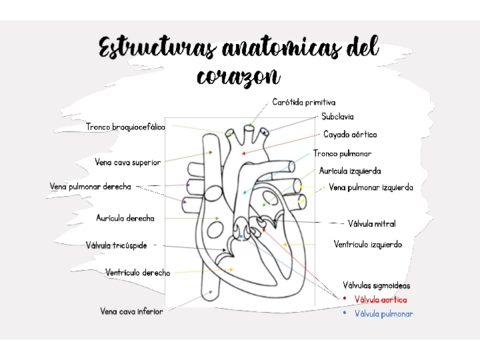 Estructura-anatomica-del-corazon.pdf