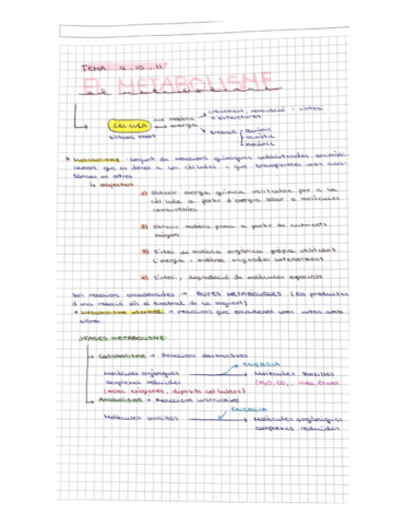 Metabolismo.pdf