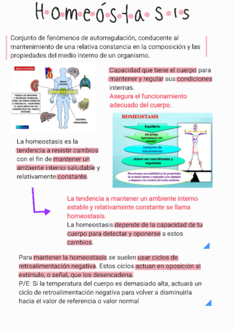 Homeostasis-.pdf