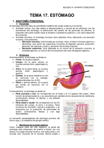 17-ESTOMAGO.pdf