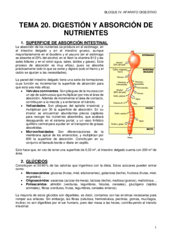 20-DIGESTION-Y-ABSORCION-DE-NUTRIENTES.pdf
