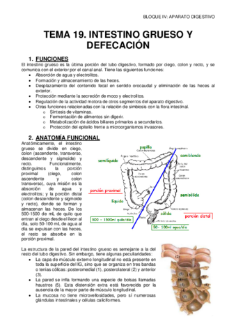19-INTESTINO-GRUESO-Y-DEFECACION.pdf