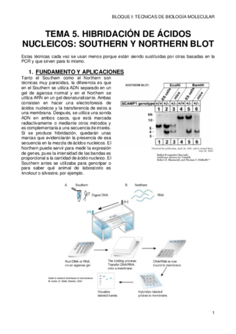 5-SOUTHERN-Y-NORTHERN.pdf