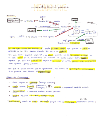 METABOLISME-Seminaris.pdf