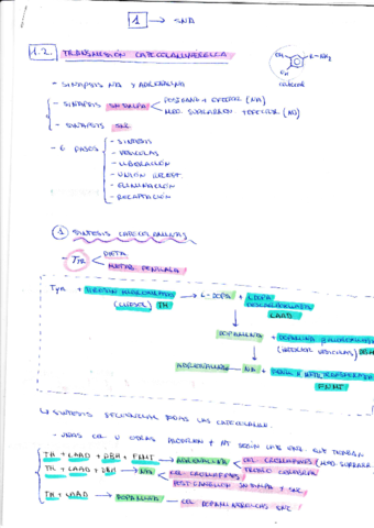 catecolaminergica.pdf