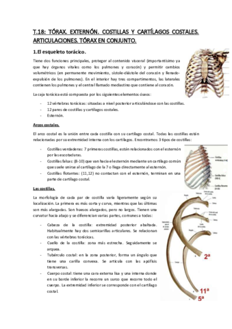 Temario-Anatomia-3.pdf