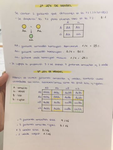 leyes-de-mendel.jpg