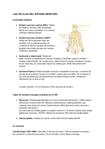 Sistema-nervioso-1.pdf