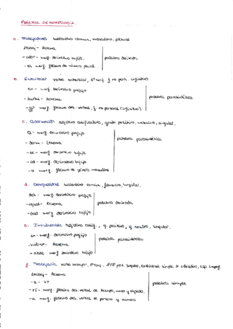 Practica-MORFOLOGIA.pdf