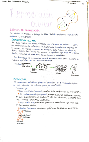 tema-reproduccion-celular.pdf