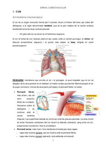 Sistema-cardiovascular.pdf