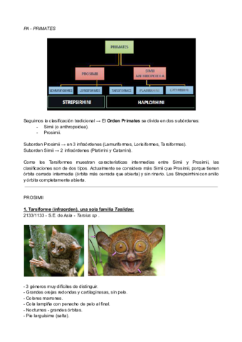 Visu-Primates-1.pdf