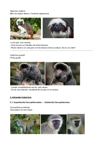 Visu-Primates-2.pdf