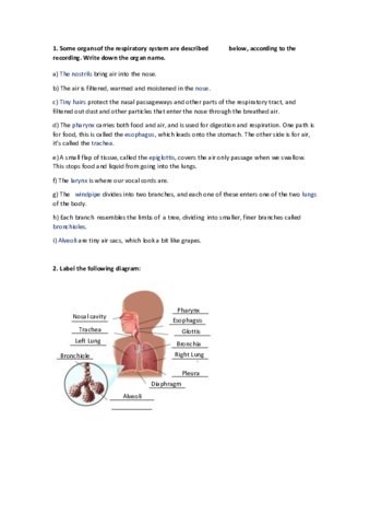 Preguntas-Respiratory-System.pdf
