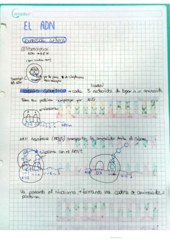 ADN.pdf