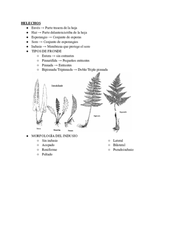 GLOSARIO-BOTANICA-PRACTICAS.pdf