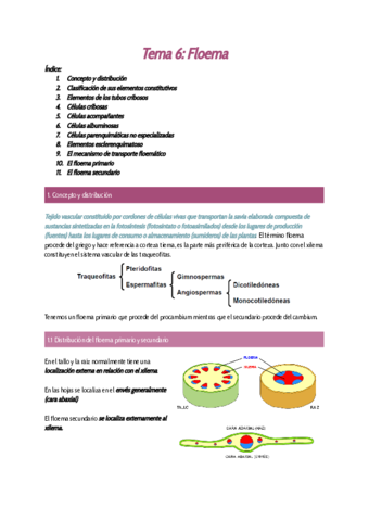 Tema-6-Floema.pdf