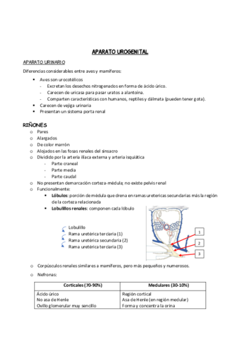 Sitema-urogenital-Aves.pdf