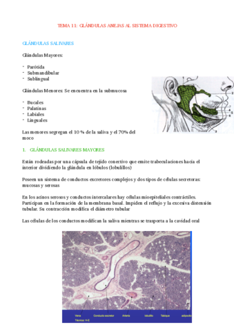 TEMA-11-GLANDULAS-ANEJAS-AL-SISTEMA-DIGESTIVO.pdf