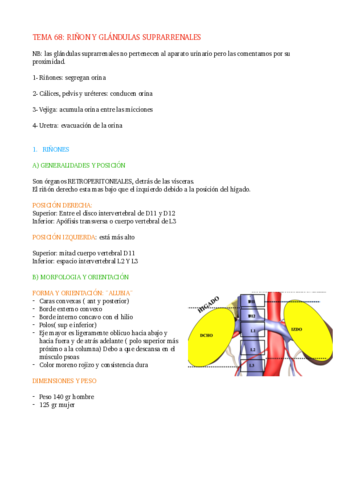 TEMA-68-RINON-Y-GLANDULAS-SUPRARRENALES.pdf