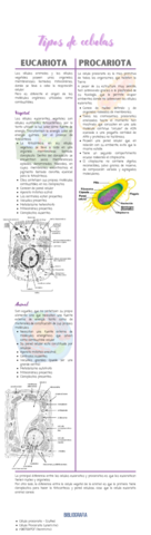 Tipos-de-celulas-comparacion.pdf