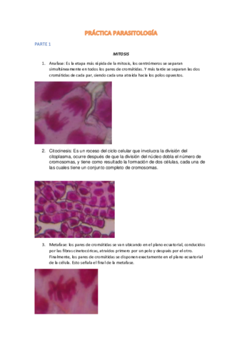PRACTICA-PARASITOLOGIA.pdf