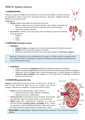 Tema-14-sistema-urinario.pdf