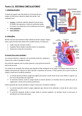 Tema-11-SISTEMA-CIRCULATORIO.pdf