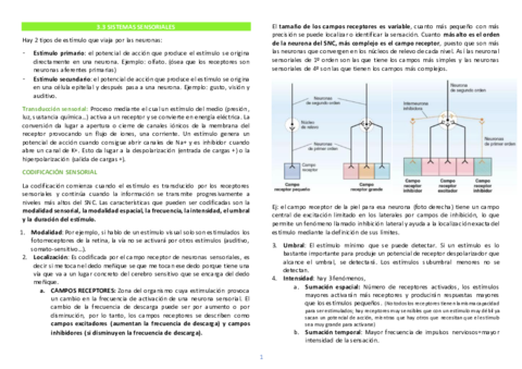 SISTEMAS-SENSORIALES.pdf