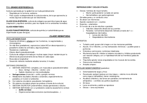T11.pdf